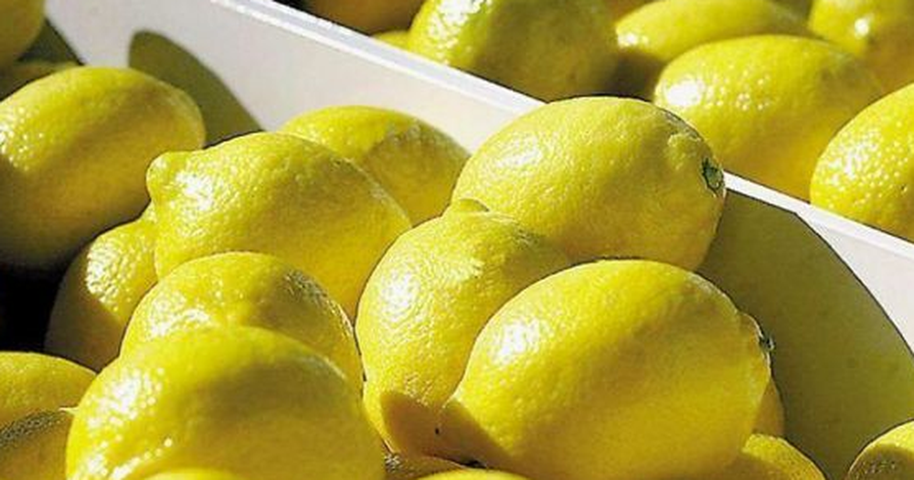 Unión Europea vuelve a recibir cítricos orgánicos argentinos tras dos décadas de prohibición