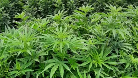 Ya hay seis empresas con proyectos en marcha para producir cannabis medicinal