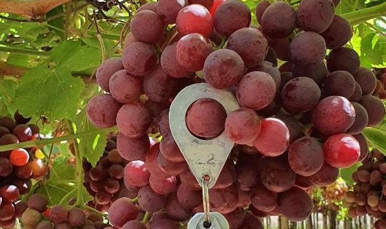 En Albardón, Flame y Cardinal para los mercados nacionales