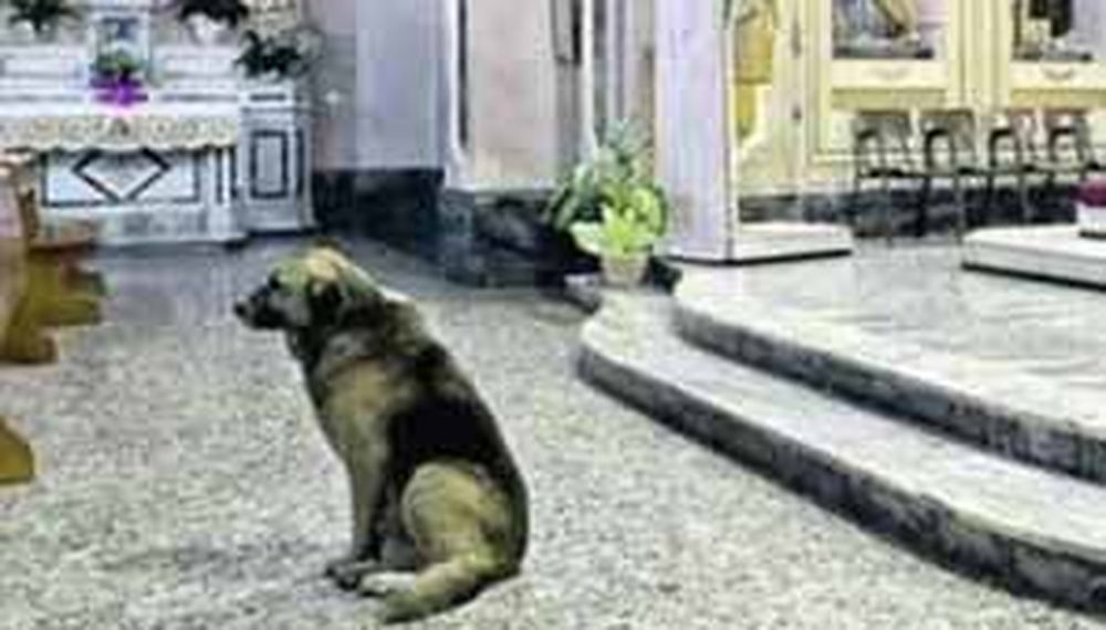 Murió el perro que esperaba a su dueña fallecida en la Iglesia