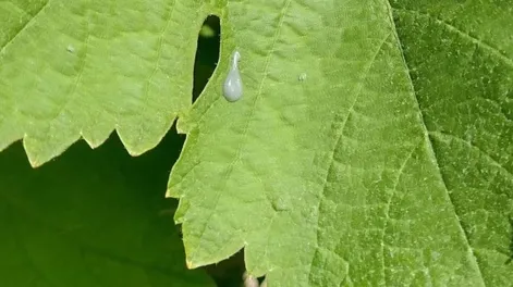 Técnica de confusión sexual da resultados exitosos en Mendoza