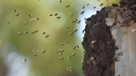Brutal ataque de abejas: un muerto y cinco heridos, entre ellos tres policías