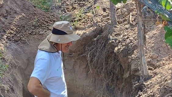 Diferentes alternativas en uvas, para mejorar su resultado final