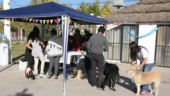 Vacunaron más de un perro por minuto