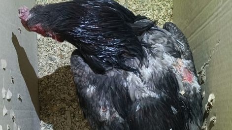 Sorprendieron a dos sujetos con gallos de riña en mal estado: recuperaron más de 10 aves