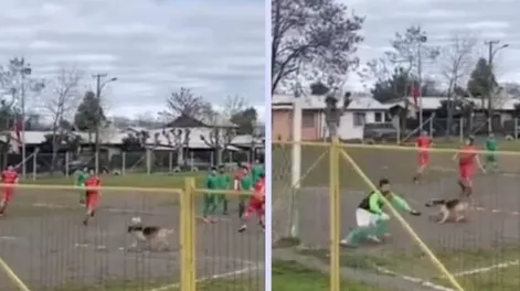 Un perro se metió en una jugada, hizo un gol y se volvió viral