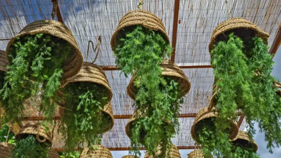 Colocar las macetas al revés es la moda más chic de Internet: cómo lograrla