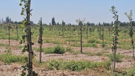 AgroFides tiene una inversión de 110 hectáreas en San Juan y si bien le faltan años para ver los beneficios, lanzaron una herramienta para ampliar el cultivo.