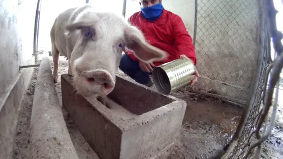 El trabajo silencioso de las agrotécnicas para no perder la producción de un año