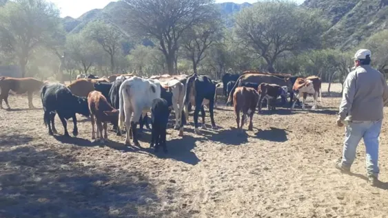 Los ganaderos piden forrajes, represas y más perforaciones para afrontar la sequía