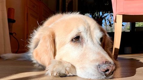 Revelan por qué la mayoría de los perros dan vueltas en círculos antes de echarse
