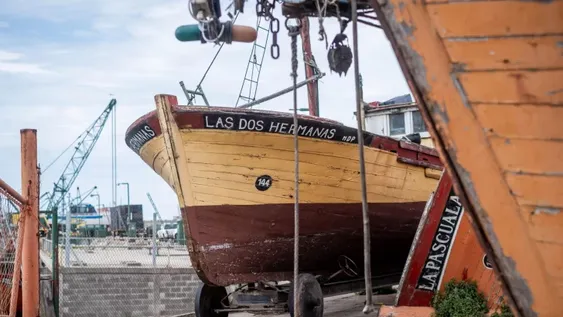 Claves para entender el brote de gripe aviar en los lobos marinos