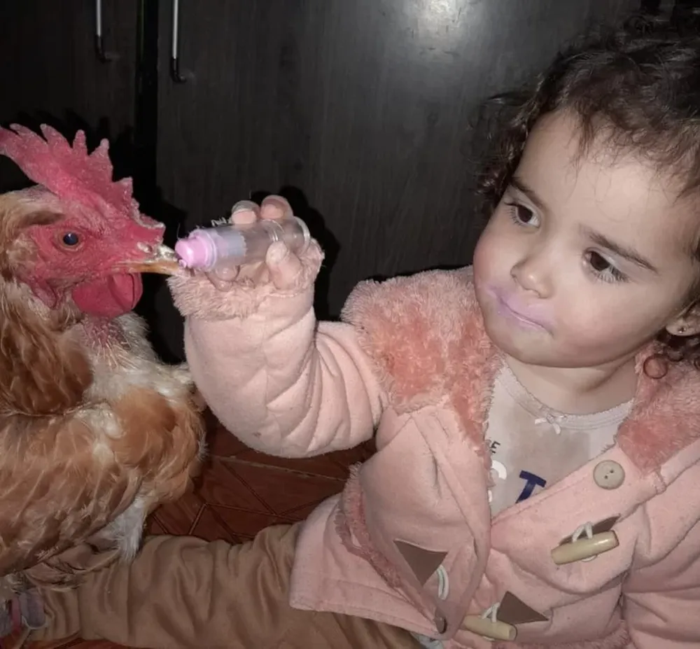 La entrañable amistad de una nena con una gallina: paseos en karting, “noni noni” para dormir y “uñas” pintadas