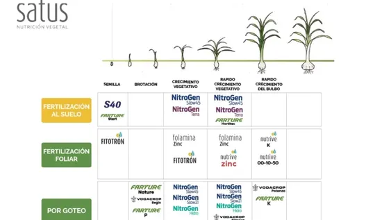 Planes de fertilización para cultivos de ajos y cebollas