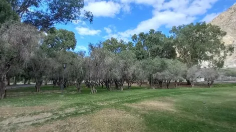 Olivos secos en símbolo patrio