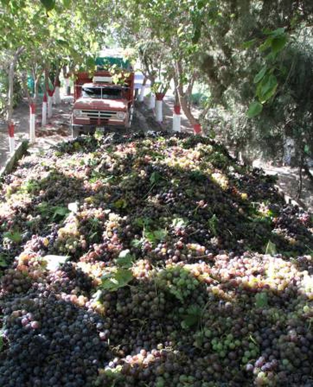En el primer día, el Gobierno compró 13% de uva planeada