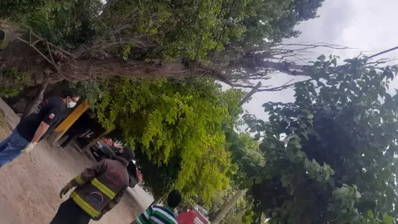 Una familia quedó atrapada en su casa tras la caída de un árbol sobre el tendido eléctrico