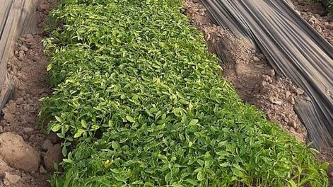 Inicio de trasplantes