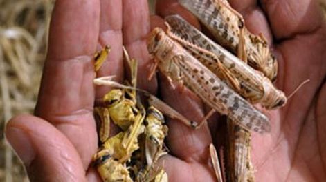 Una plaga de langostas azota el centro y norte de Argentina