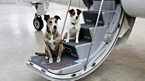 Perros y gatos a bordo