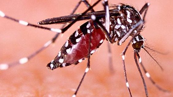 Científicas argentinas crearon un método con vapor para eliminar huevos del mosquito