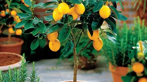 Diario de Cuyo | 1 728x728.webp