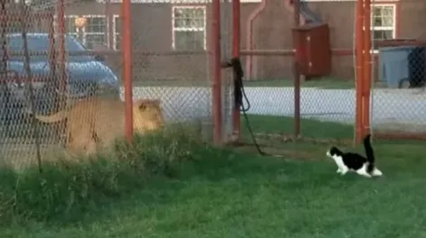 VIDEO: un pequeño gatito intentó atemorizar a una enorme leona