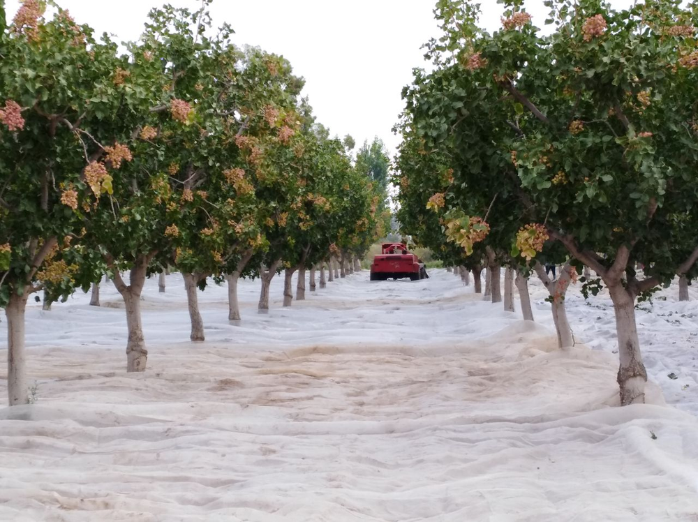 Cosecha totalmente mecánica: una máquina sacude los árboles y el fruto cae sobre las telas dispuestas entre las hileras.