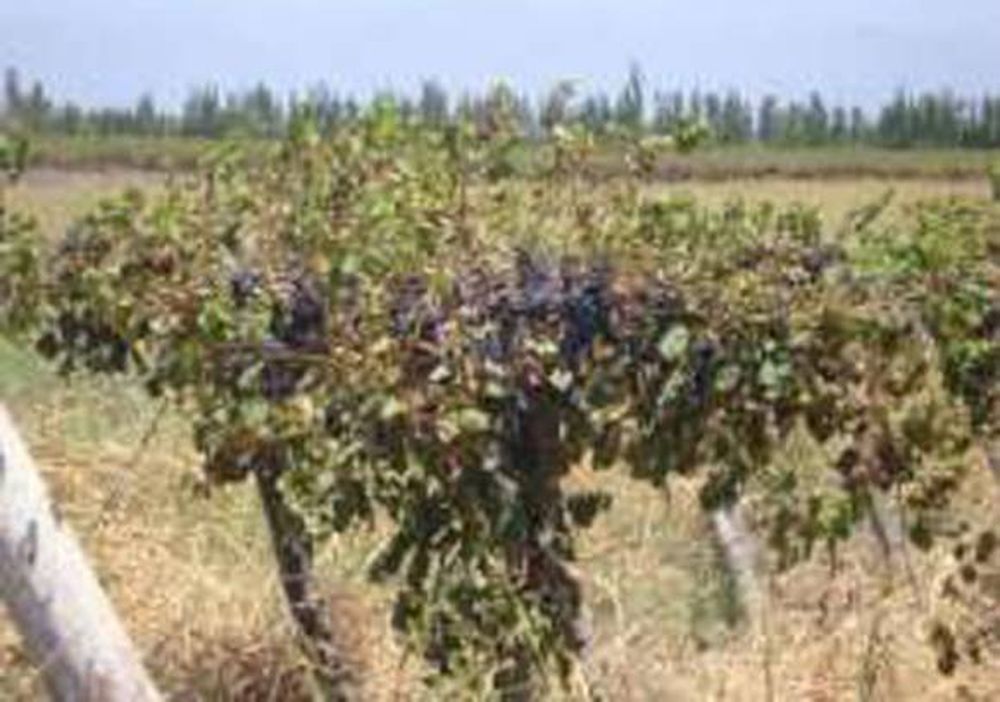 El vino tinto, con más color no cayó bien en San Juan
