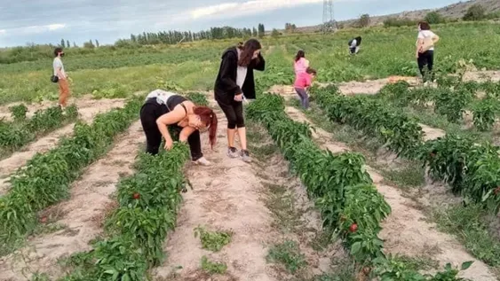 Cosechar verduras en familia, nueva actividad recreativa para los domingos