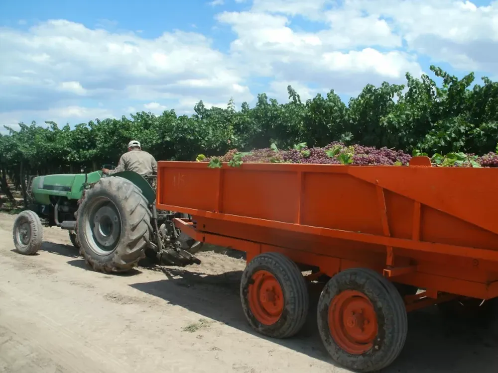 Gran demanda de plantines de tomate industria en Cuyo