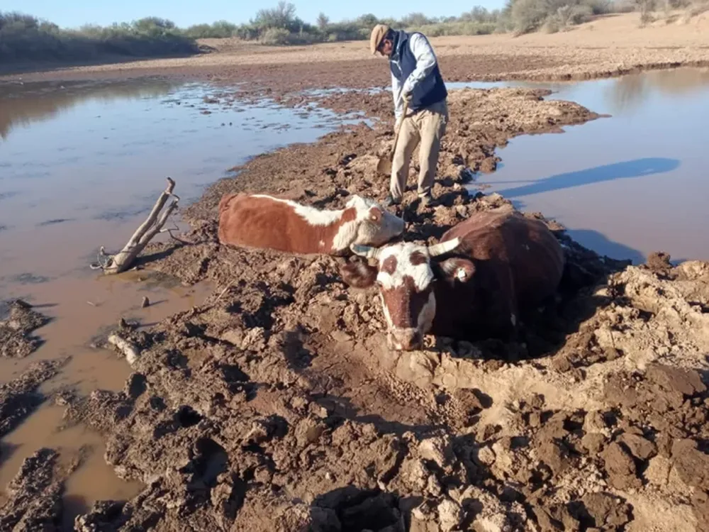 Habrá flexibilización para los ganaderos que cruzan fronteras