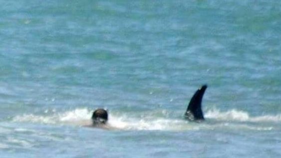 Una orca sorprendió a los bañistas de Monte Hermoso al pasar a 400 metros de la costa