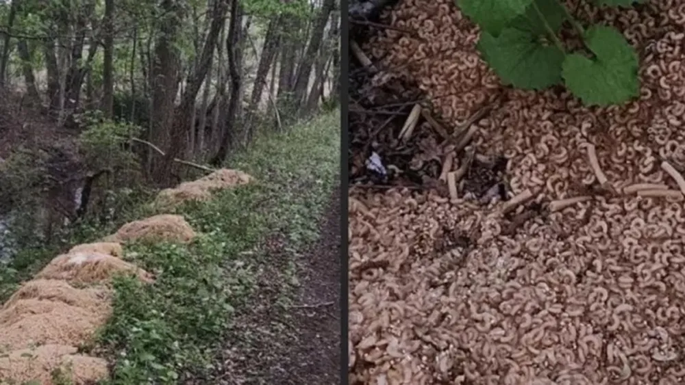Misterio en el río: apareció una montaña de fideos