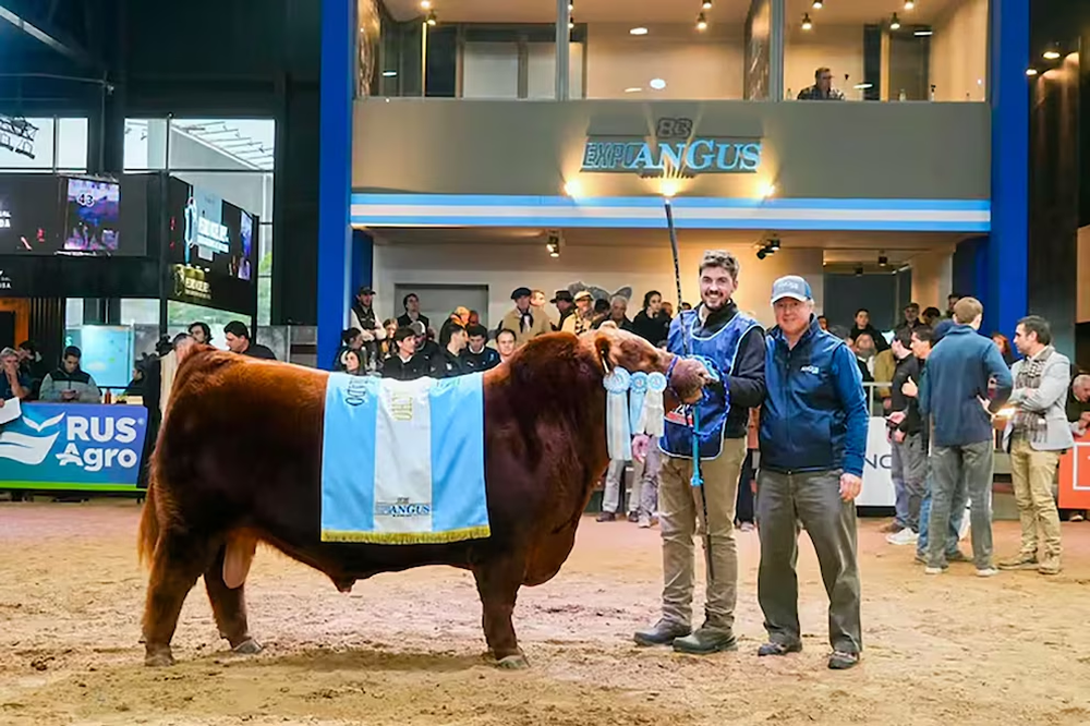Pagaron $300 millones por la mitad del toro más caro de Argentina