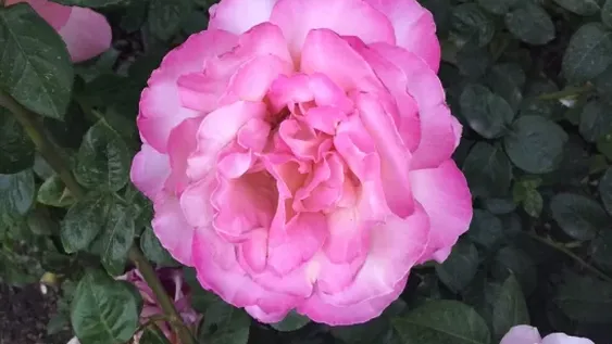 ¡Madre, mi Rosa!: Octubre mes de la rosa