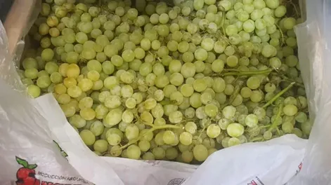 Análisis de la temporada de uva de mesa desde la vista empresaria