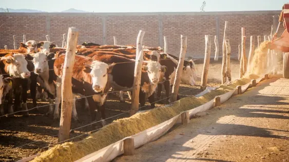 Llega Basterra a presentar un plan de apoyo para la ganadería del país