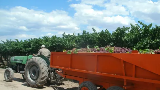 Gran demanda de plantines de tomate industria en Cuyo