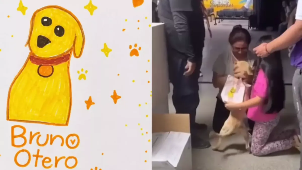 Perro perdido en el terremoto de Colombia.