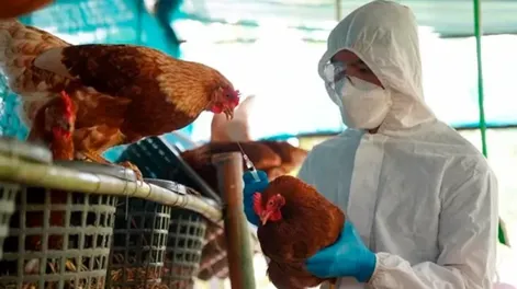 Confirman nuevos casos de influenza aviar en Santa Fe