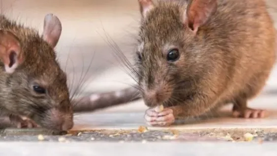 San Juan continúa sin registrar casos de hantavirus