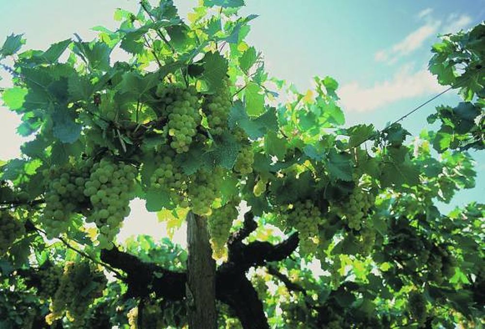 Torrontés, ícono que crece