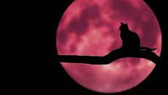 Cómo afectará el eclipse de “Luna de fresa” a cada signo