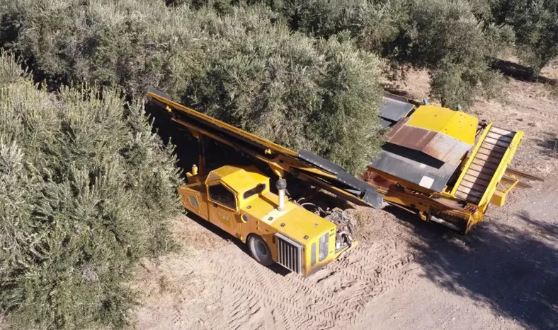 San Juan exporta el 32 % del aceite de oliva de la Argentina