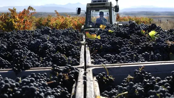 En medio de la crisis del vino, las cooperativas de Mendoza lograron crecer 