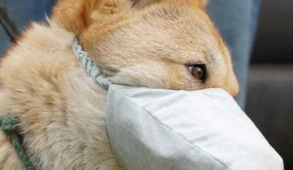 Coronavirus: murió el primer perro diagnosticado con la enfermedad