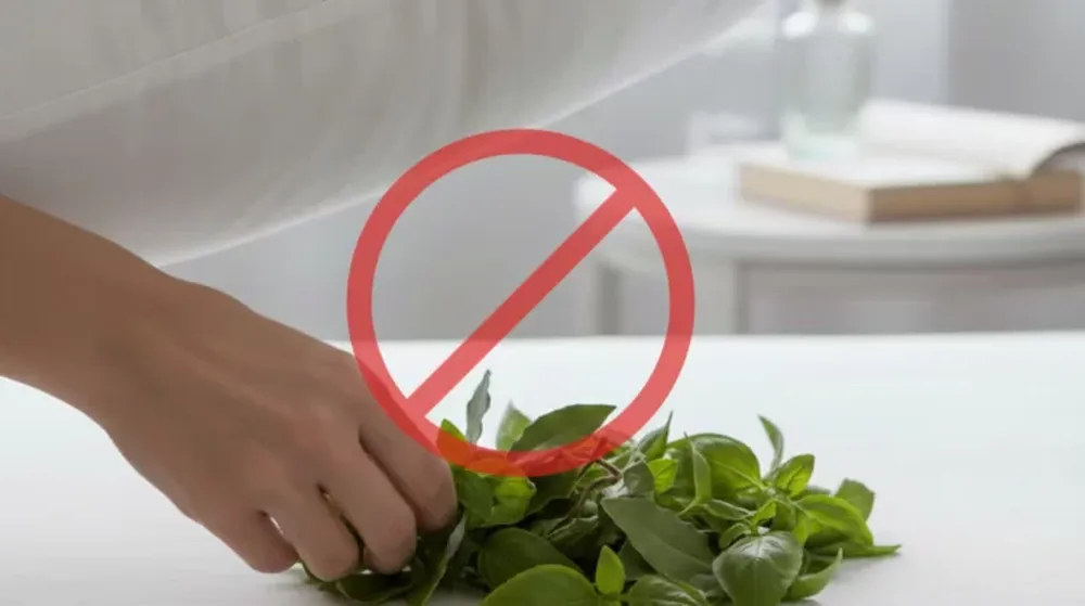 Hay una alternativa entre las plantas que empezó a ganar terreno entre quienes buscan atraer la abundancia a su hogar.