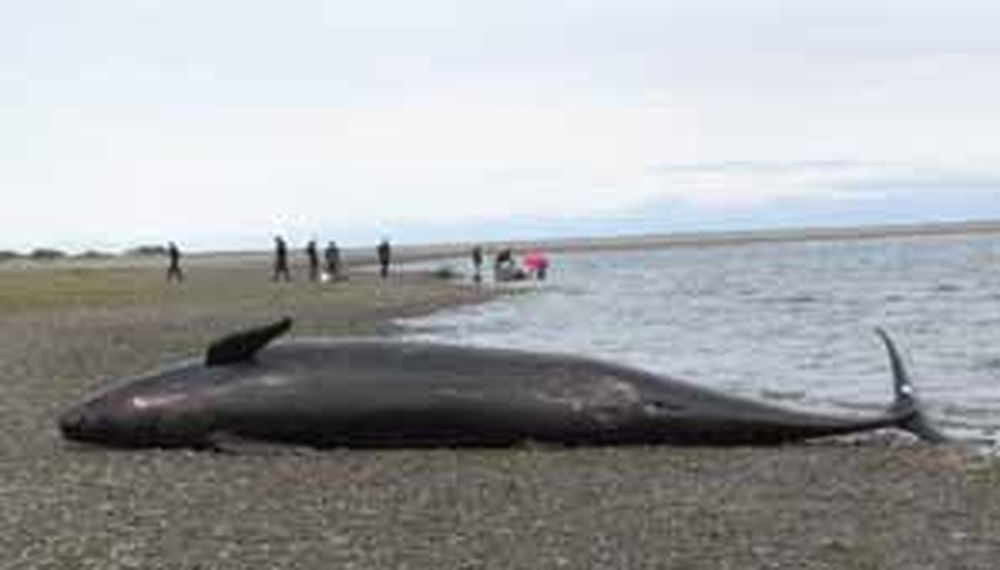 Aparecen 20 orcas muertas en el Estrecho de Magallanes