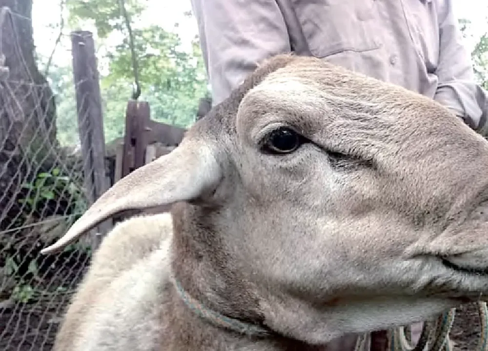 Evalúan la producción de razas deslanadas